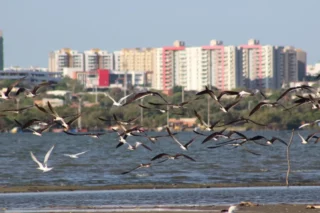 Barranquilla renace en el Magdalena
