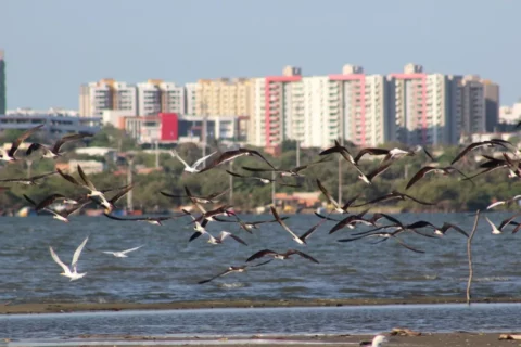 Barranquilla renace en el Magdalena