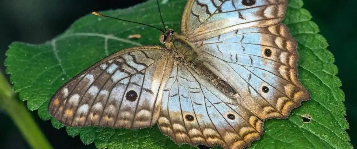 Colombia lidera registro global de mariposas
