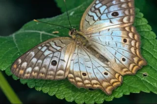 Colombia lidera registro global de mariposas