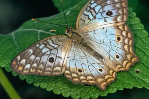 Colombia lidera registro global de mariposas