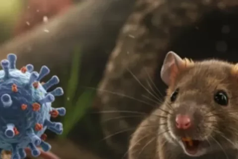 Enfermedades animales amenazan a humanos en Colombia