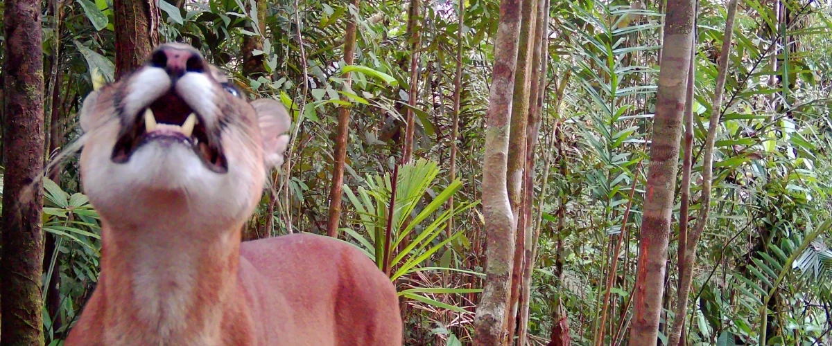 Hallan 19 especies silvestres en Bahía Málaga