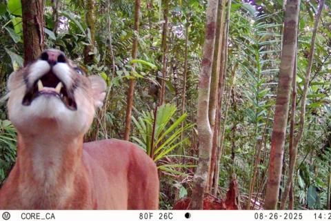 Hallan 19 especies silvestres en Bahía Málaga