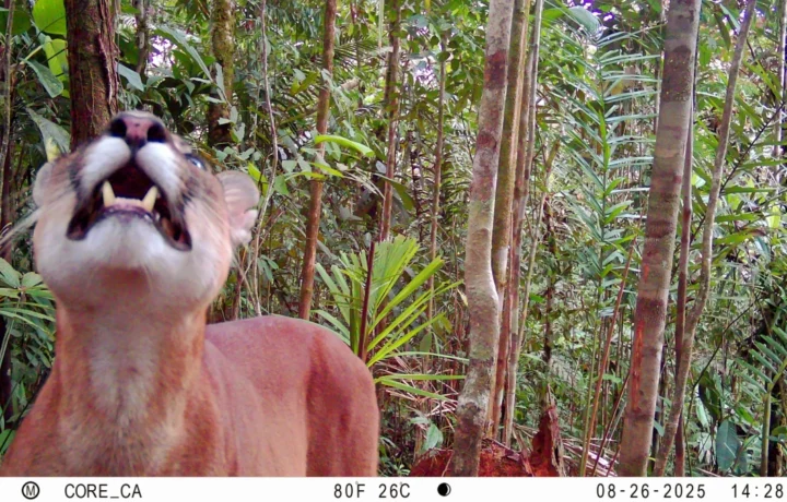 Hallan 19 especies silvestres en Bahía Málaga