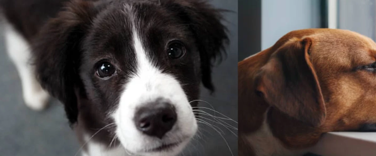 Mascotas deprimidas en Colombia
