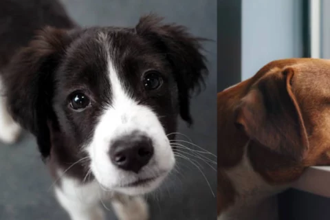 Mascotas deprimidas en Colombia
