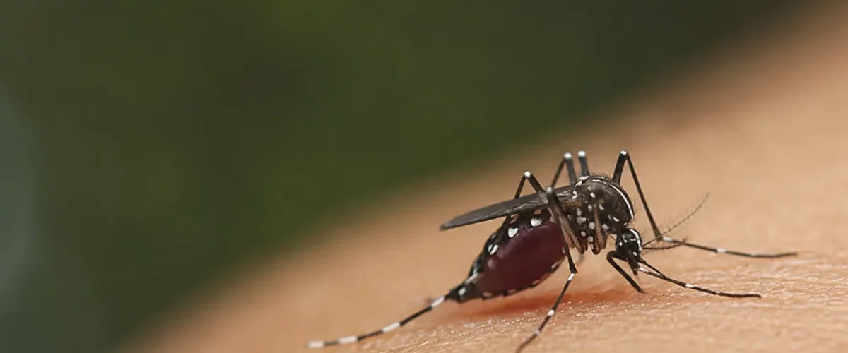 Mosquitos: el animal más letal del planeta