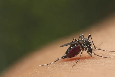 Mosquitos: el animal más letal del planeta