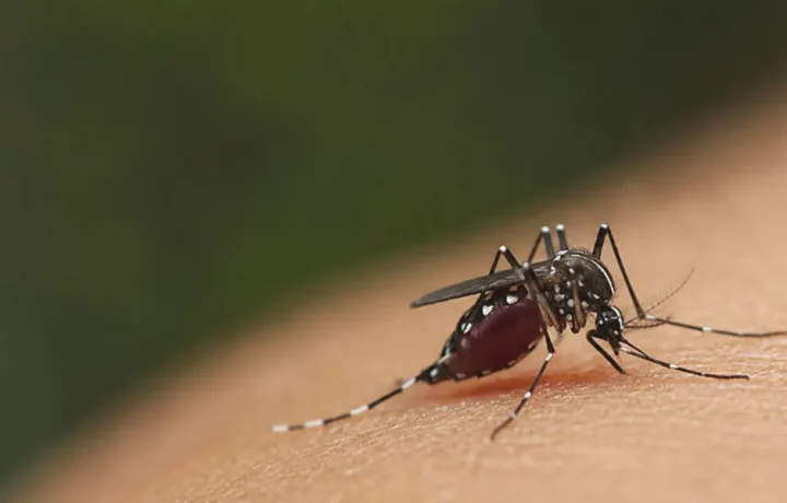 Mosquitos: el animal más letal del planeta
