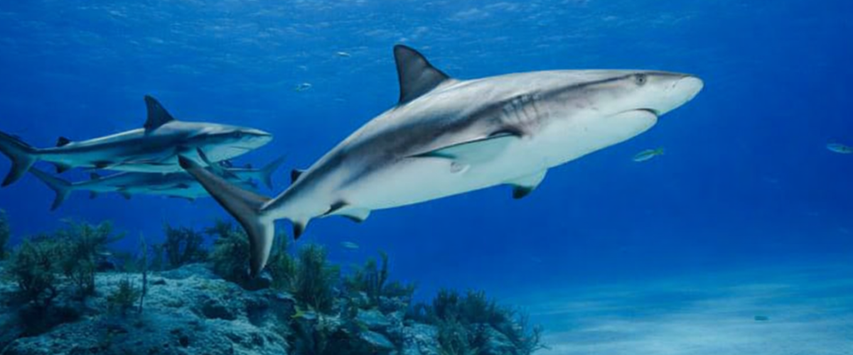 Mueren 100 millones de tiburones al año
