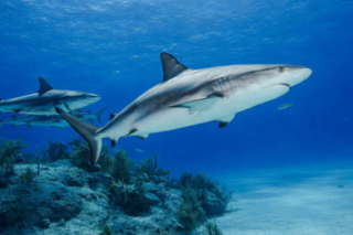 Mueren 100 millones de tiburones al año