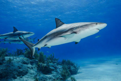 Mueren 100 millones de tiburones al año