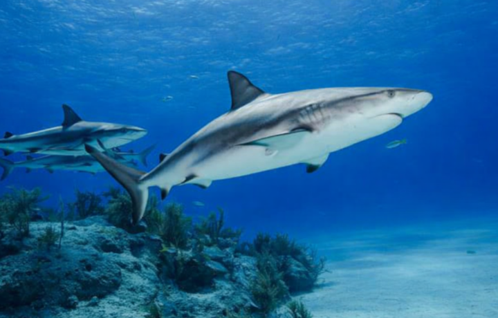 Mueren 100 millones de tiburones al año
