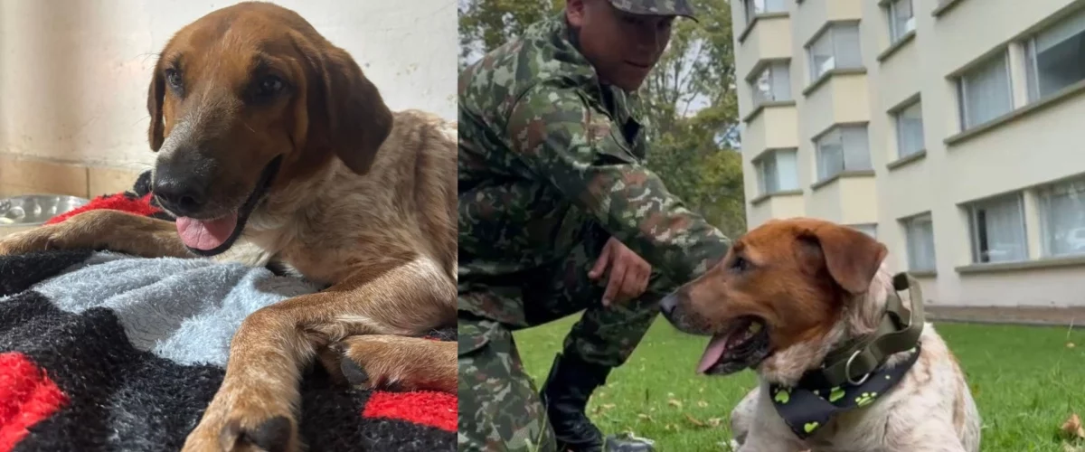 Perrita busca ayuda en batallón del Ejército