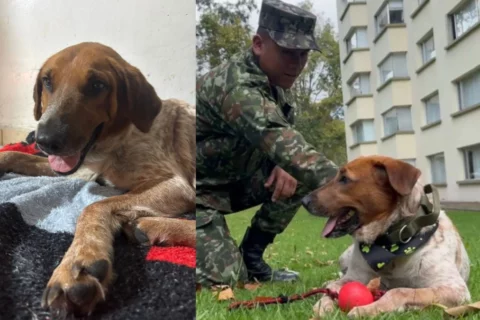 Perrita busca ayuda en batallón del Ejército