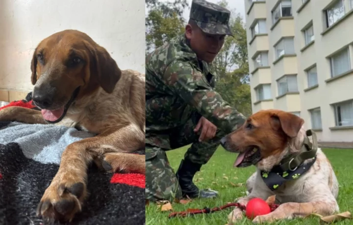 Perrita busca ayuda en batallón del Ejército