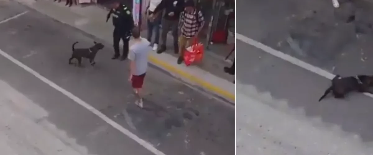 Policía mata perro en Rionegro