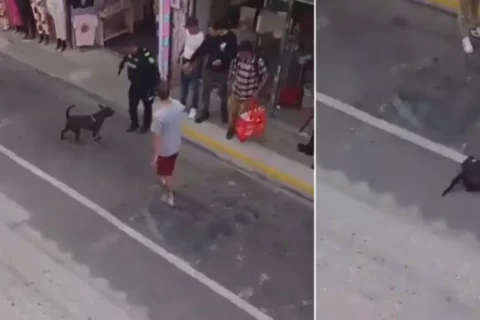 Policía mata perro en Rionegro