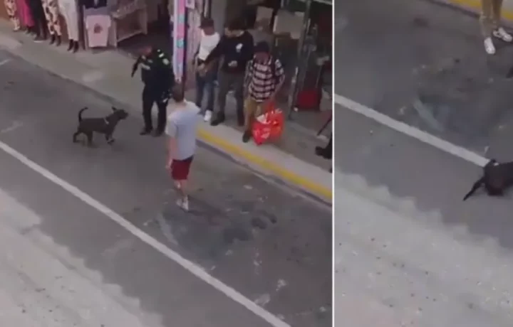 Policía mata perro en Rionegro