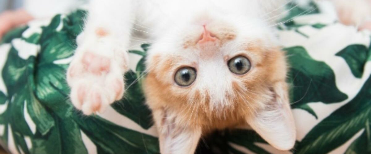 Vómito en gatos: señal de alerta en Colombia