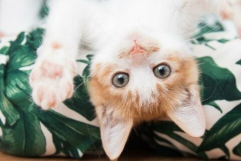 Vómito en gatos: señal de alerta en Colombia
