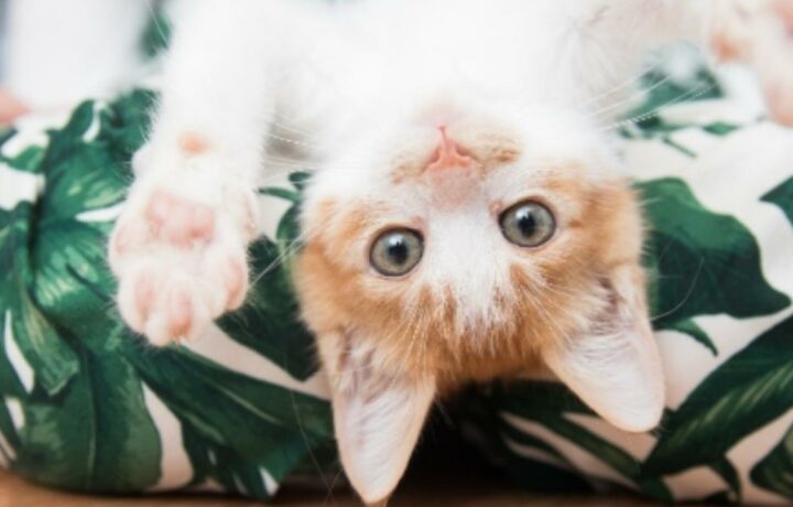 Vómito en gatos: señal de alerta en Colombia