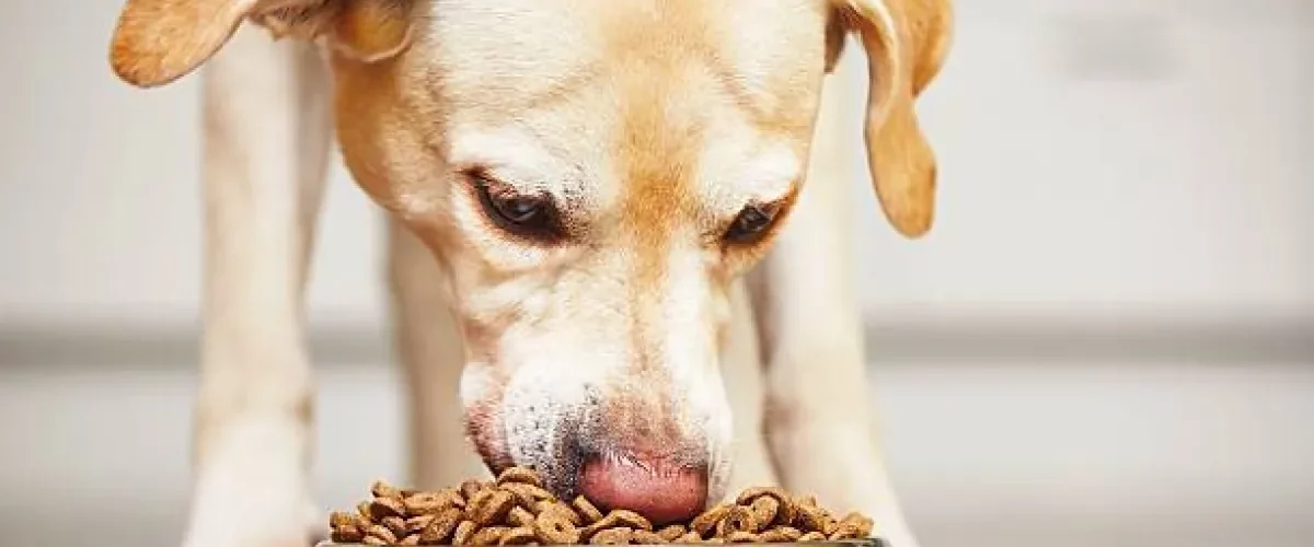 Cinco errores alimenticios que dañan a tus cachorros