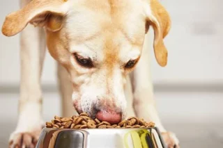 Cinco errores alimenticios que dañan a tus cachorros