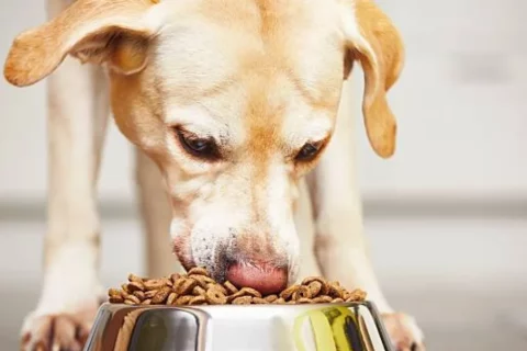 Cinco errores alimenticios que dañan a tus cachorros