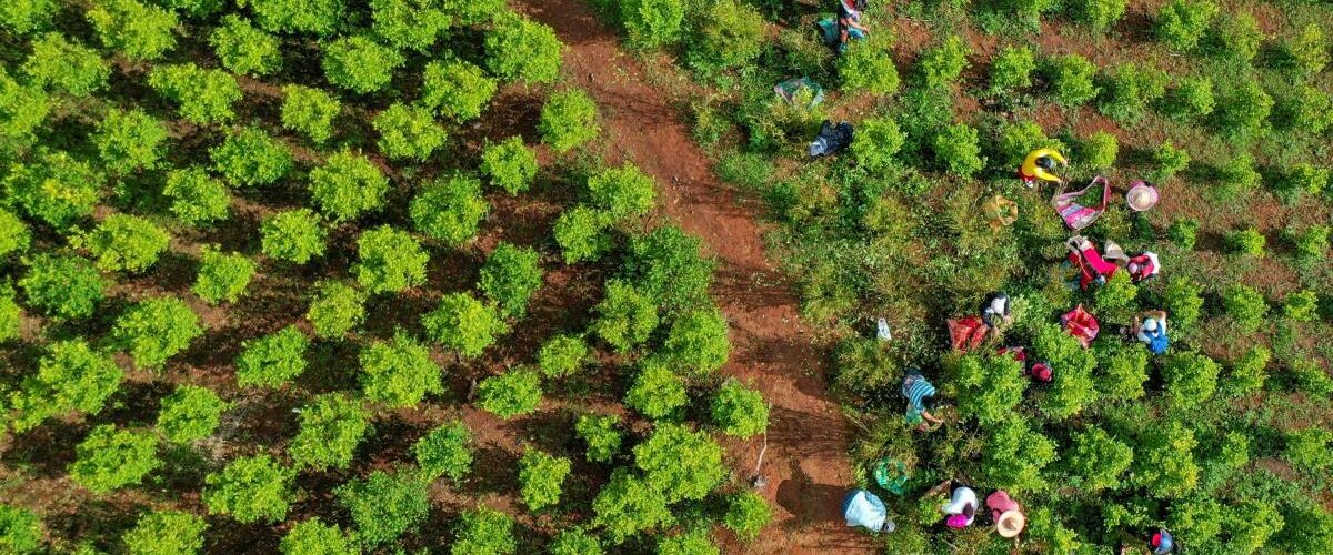 Cocaleros se mantienen en Colombia