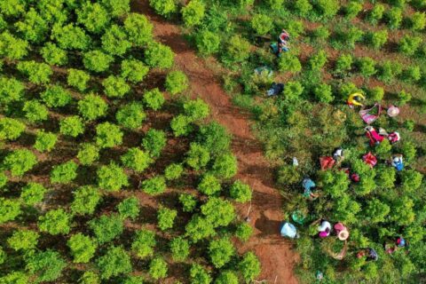 Cocaleros se mantienen en Colombia