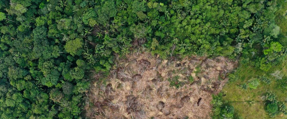 Delitos ambientales en la Amazonia colombiana sin control