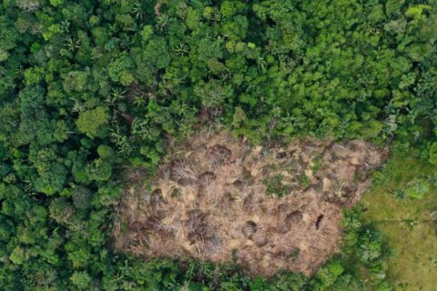 Delitos ambientales en la Amazonia colombiana sin control