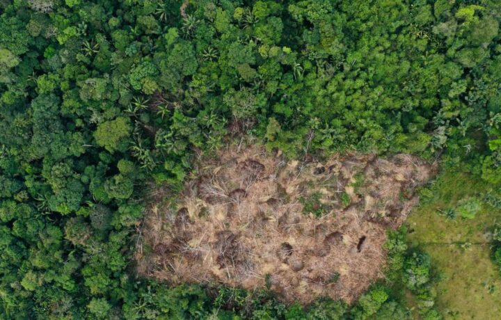 Delitos ambientales en la Amazonia colombiana sin control
