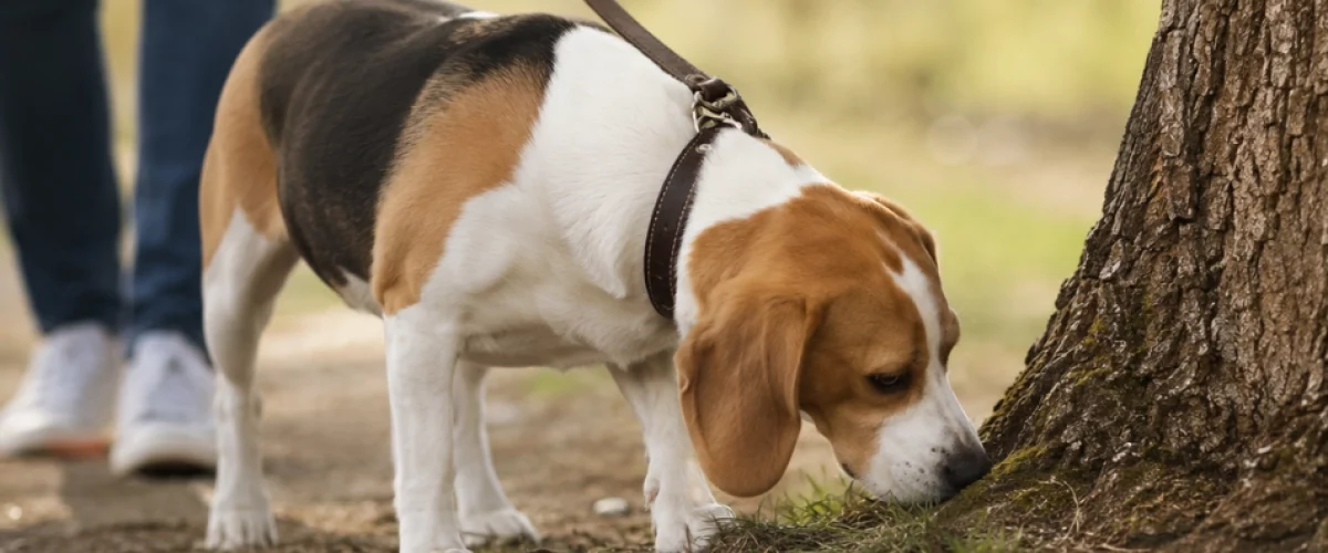 Dueños de perros ignoran hábito clave para reducir estrés