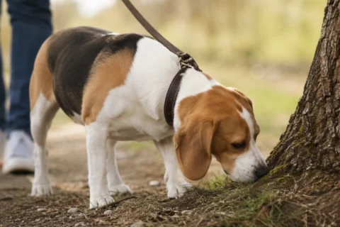 Dueños de perros ignoran hábito clave para reducir estrés
