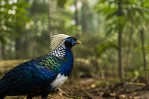 Faisana viaja a Vietnam para salvar especie