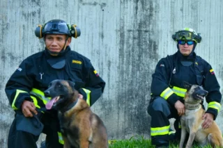 Perros colombianos ayudan en terremotos de Venezuela