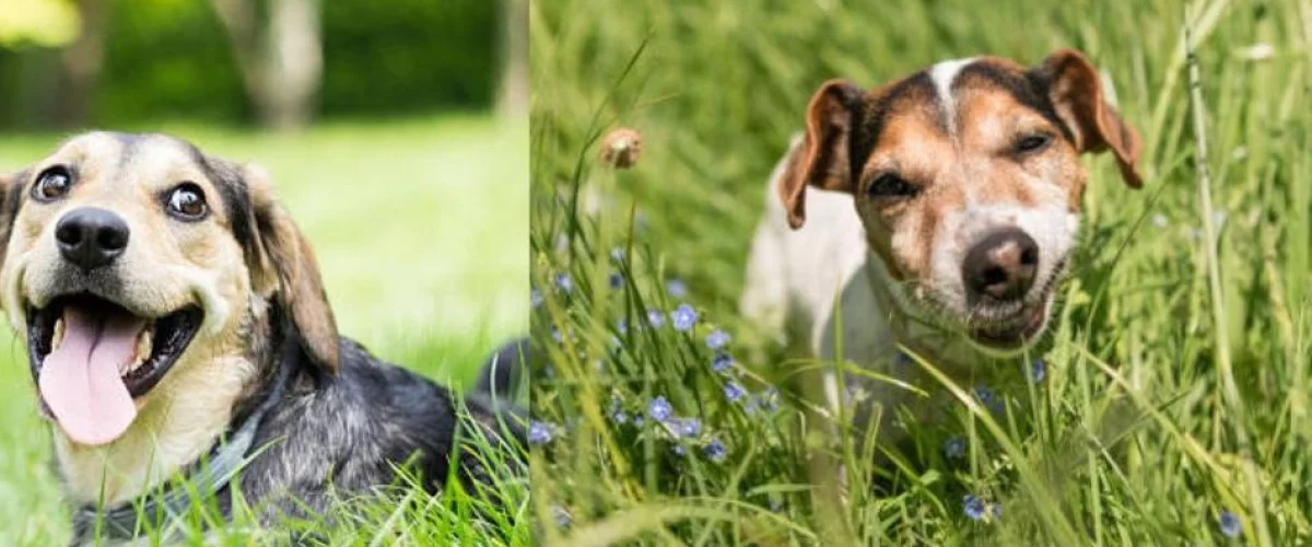 Perros comen pasto por estrés