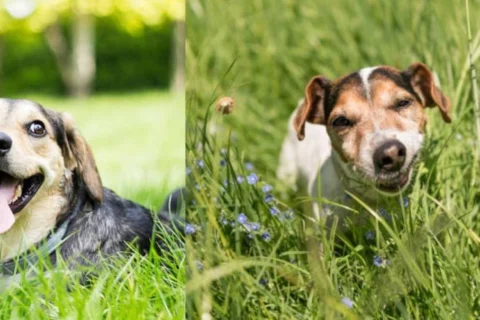Perros comen pasto por estrés