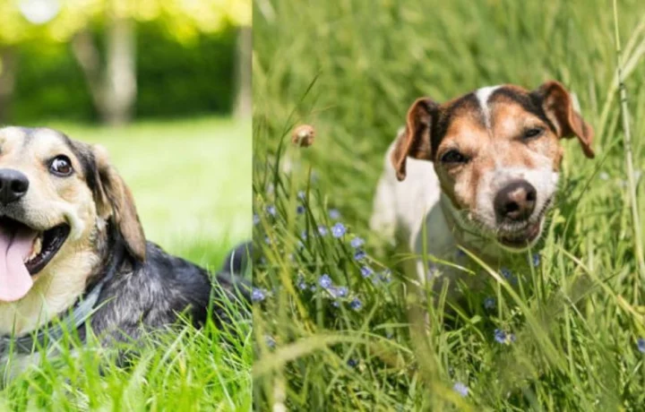 Perros comen pasto por estrés