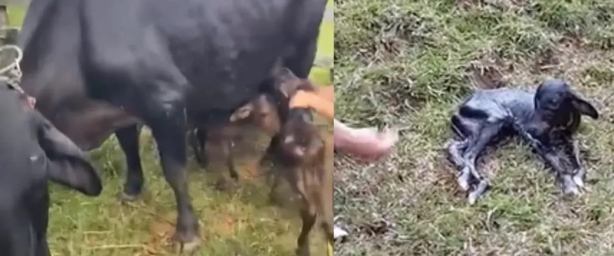 Vaca tiene cuatrillizos en Antioquia