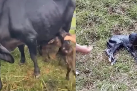 Vaca tiene cuatrillizos en Antioquia