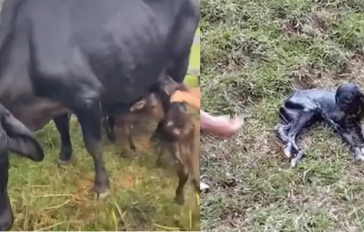 Vaca tiene cuatrillizos en Antioquia