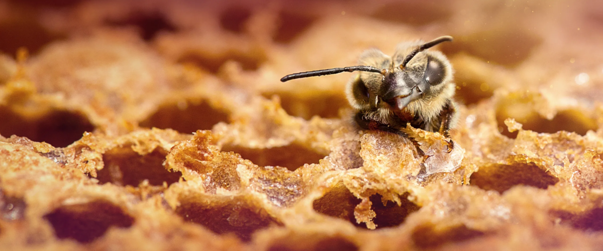 Abejas carpinteras llegan a Ecuador