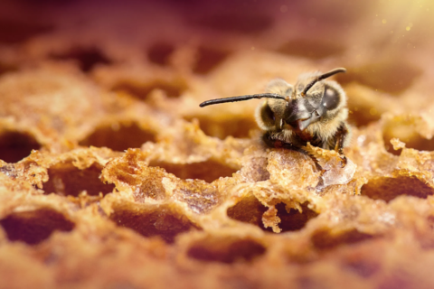 Abejas carpinteras llegan a Ecuador