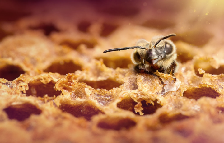 Abejas carpinteras llegan a Ecuador