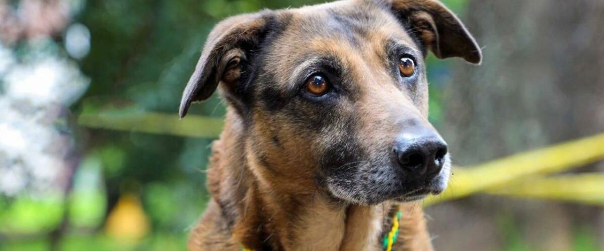 Animales de compañía pueden transitar libremente en zonas comunes