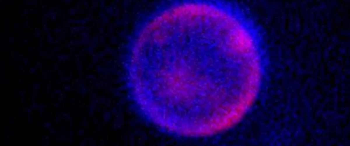 Científicos crean célula sintética viva